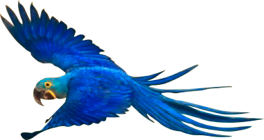 Arara
