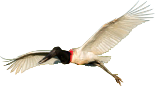 Tuiuiú